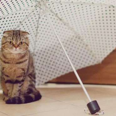 Как постирать зонтик в домашних условиях